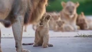 Lion cub scolded by his father [upl. by Aiuqcaj]