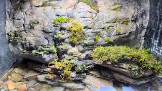 Moss amp Liverwort Biotope [upl. by Rozalie]