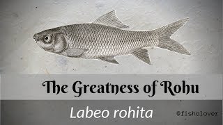 The Greatness of Rohu Labeo rohita [upl. by Nylrehc]