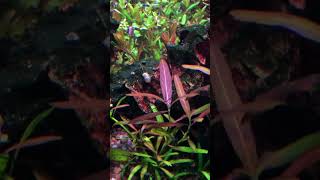 Hygrophila polysperma getting red and leaves getting variation [upl. by Burn555]