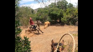 Laceadores de cerro 41 [upl. by Ahcurb]