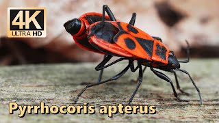 Firebug Pyrrhocoris apterus  part 3 [upl. by Htebilil]