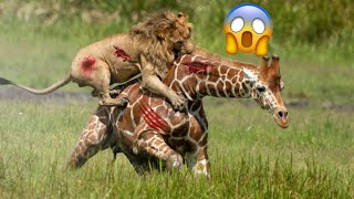 GIRAFFE VS LION  Who will win this battle [upl. by Treb]