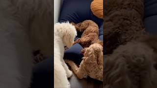 Labradoodles Playtime Fun [upl. by Attena]