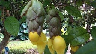 Gmelina philippensis  Parrots Beak  Shrub woody vine [upl. by Gruber946]