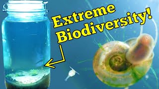 Homemade Ecosphere  2 Month Update Extreme Biodiversity [upl. by Horatio34]