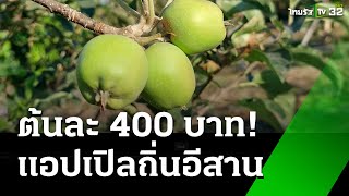 ต้นละ 400 บาท เเอปเปิลถิ่นอีสาน  ของดีเกษตรบ้านเรา  4 ธค 67  ห้องข่าวหัวเขียว [upl. by Akihsat311]