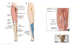 Kas iskelet sistemi Arasınav Görselli çözüm 10 adet Anatomi İnsan Anatomisi TUS DUS SBF [upl. by Taite840]