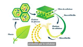 Lumière sur la fibre cellulosique [upl. by Lyell]