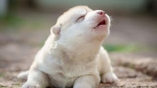 Cute Puppies Howling Compilation 2016 Cuteness Overload [upl. by Effy]