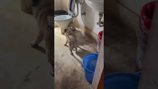 Bucket check korchen 🥸 trending ilovemypug cute doglover funny shorts viralvideo [upl. by Neerod]