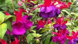 Fuchsia Pruning and Care Tips [upl. by Vorfeld]