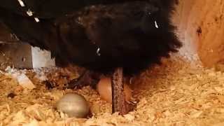 Black Australorp hen laying an egg [upl. by Mcafee]