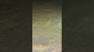 Flounder gigging St Augustine Florida fishing flounder fish [upl. by Tormoria]