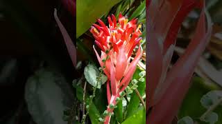 Bromeliad  Billbergia pyramidalis Blooms [upl. by Casavant304]