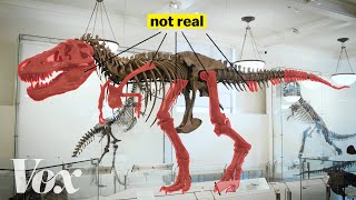 How scientists solved this dinosaur puzzle [upl. by Birgit]