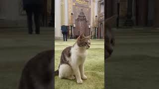 cat Shortvideo  Nsphotography [upl. by Ellegna426]