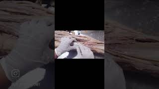 POPLITEAL FOSSA ANATOMYanatomy boundaries content dissection [upl. by Aekim412]