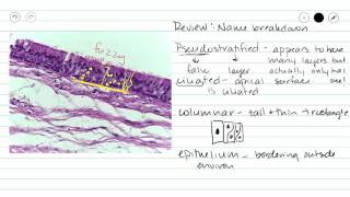 Pseudostratified ciliated columnar epithelium [upl. by Godard558]