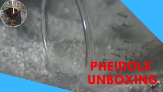 Pheidole megacephala Unboxing [upl. by Noyr]