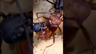 This Beetle Can Trick Ants [upl. by Modie]