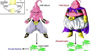 Leptin Function Signaling via the LepR amp Overall Physiological Effects [upl. by Werda]