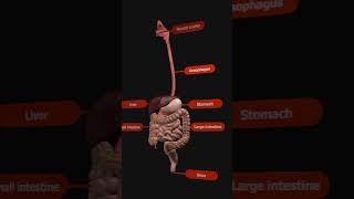 Digestive System overview with Animation [upl. by Larkins]