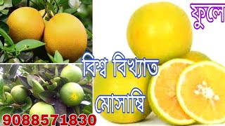 ফুলে‌ মোসাম্বিসেরা বাণিজ্যিক মোসাম্বিPhule Mosambi [upl. by Kral996]