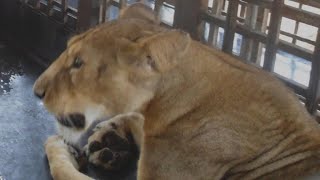 Zookeeper mauled to death by lion in Nigeria [upl. by Issak317]