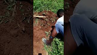 eucalyptus 🌲 farming in Uganda kalitunsi farming planting plantation [upl. by Nerej]