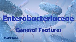 Enterobacteriaceae 1 General Features [upl. by Notyrb507]