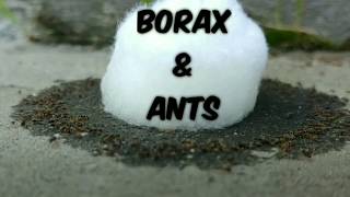 How to Use Borax for Ants [upl. by Enneire417]