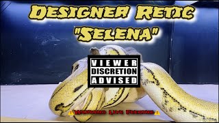 Designer Retic “Selena” eats large rabbit🐇🐍⚠️Warning Live Feeding⚠️ [upl. by Glynnis]