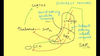 Basal Ganglia physiology  Neurophysiology  CNS Physiology [upl. by Nura]