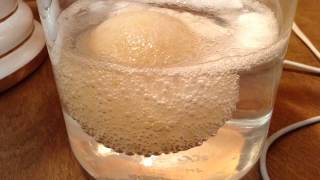 Egg in Vinegar  Step 1 Osmosis Experiment [upl. by Dowd]