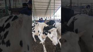 injection treatment cow dairy animalsbuffaloviral ytshorts [upl. by Cerallua]