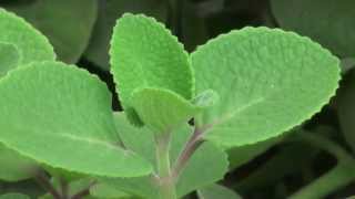 Cuban Oregano Plectranthus amboinicus [upl. by Lyram]