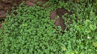 15 Beautiful and Useful Ground Cover Plants in Our Garden [upl. by Htennaj601]