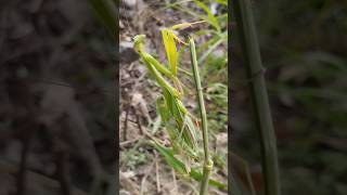 praying mantis female male mating  mantis vs female mantis  mantis shortsfeed short [upl. by Hazeefah]