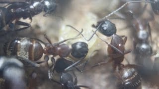 Keeping Up With The Ants I Camponotus chromaiodes Colony One update November 2013 [upl. by Avilla]