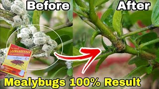 Use 3 simple secret solution of mealybugs treatment Hibiscus plants care English CC [upl. by Leihcim]