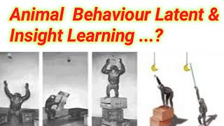 Latent And Insight Learning  Lecture no  19 [upl. by Sorilda]