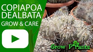 Copiapoa dealbata  grow amp care Globular cactus [upl. by Anelis]