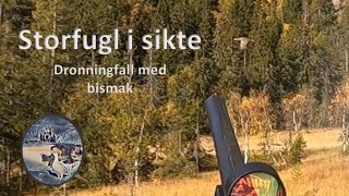 Skogsfugljakt med stående fuglehund  dronningfall med bismak [upl. by Dinerman]