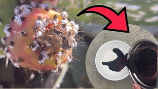 How to extract dye from Cochineal bugs [upl. by Odin]