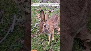 This family rescued a rabbit that was stuck in the backyard fence and then animalshorts [upl. by Kciredorb316]