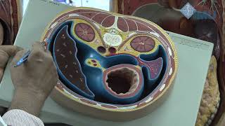 Lesser sac Epiploic foramen Peritoneal spaces amp Hepatorenal Pouch of Morrison [upl. by Aicenat463]