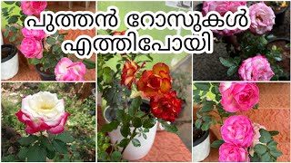 സുന്ദരികളായ climbing rose climbingrose rose sale gardening garden [upl. by Aiekahs]