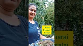 Tharai pasalai keerai parupu kulambu shots food [upl. by Crescantia860]