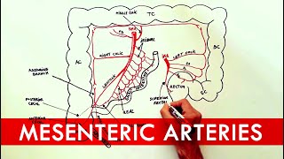 Anatomy tutorial  The Mesenteric Arteries [upl. by Ayikal878]